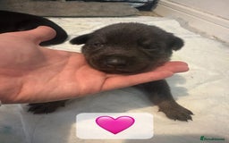 Mixed Breed dogs for sale: 8 beautiful pups, looking for forever home🐾 - Image 14