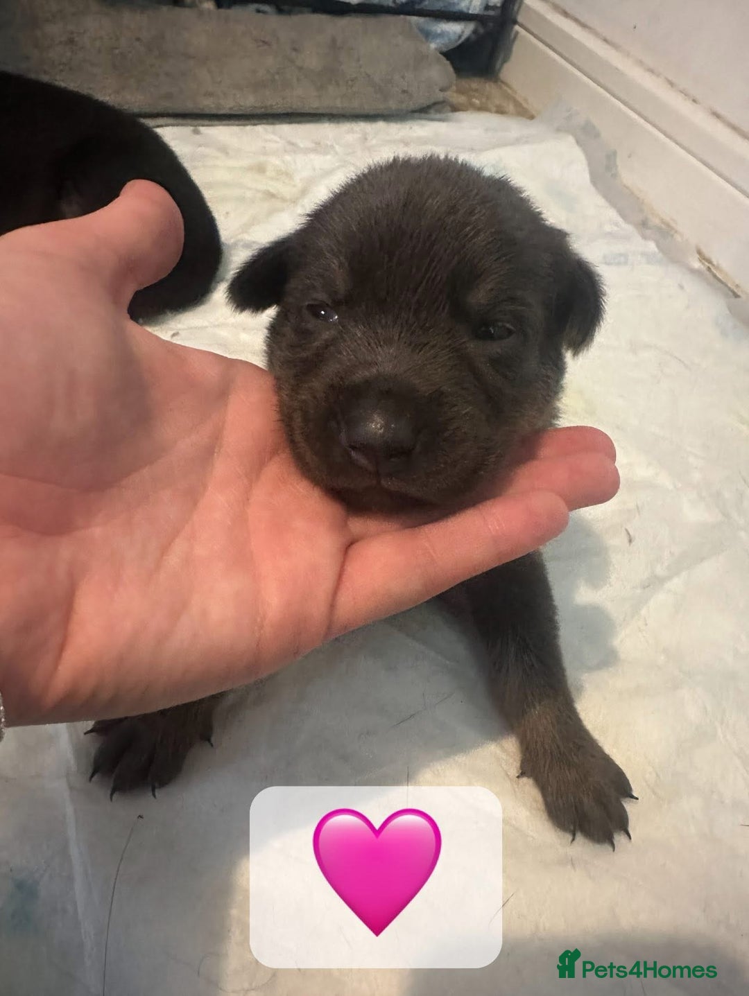 Mixed Breed dogs for sale: 8 beautiful pups, looking for forever home🐾 - Image 14