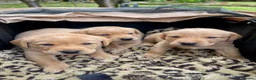 Labrador Retriever dogs for sale: Adorable KC registered Labrador puppies  - Advert 6