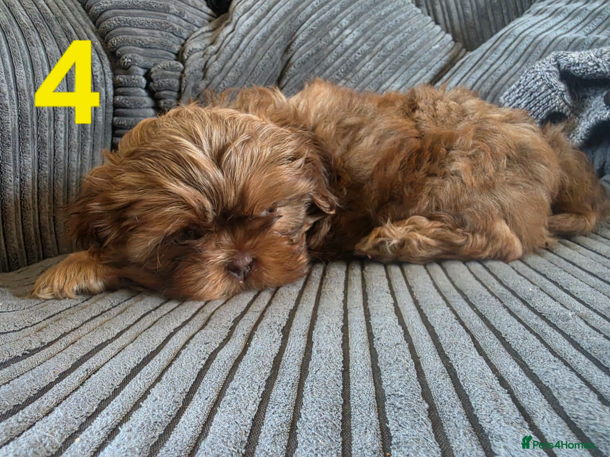 Shih Tzu dogs Imperial shih tzu puppies  - Advert 1