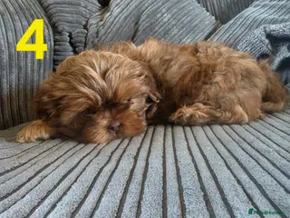 Shih Tzu dogs Imperial shih tzu puppies READY TO LEAVE - Advert 1