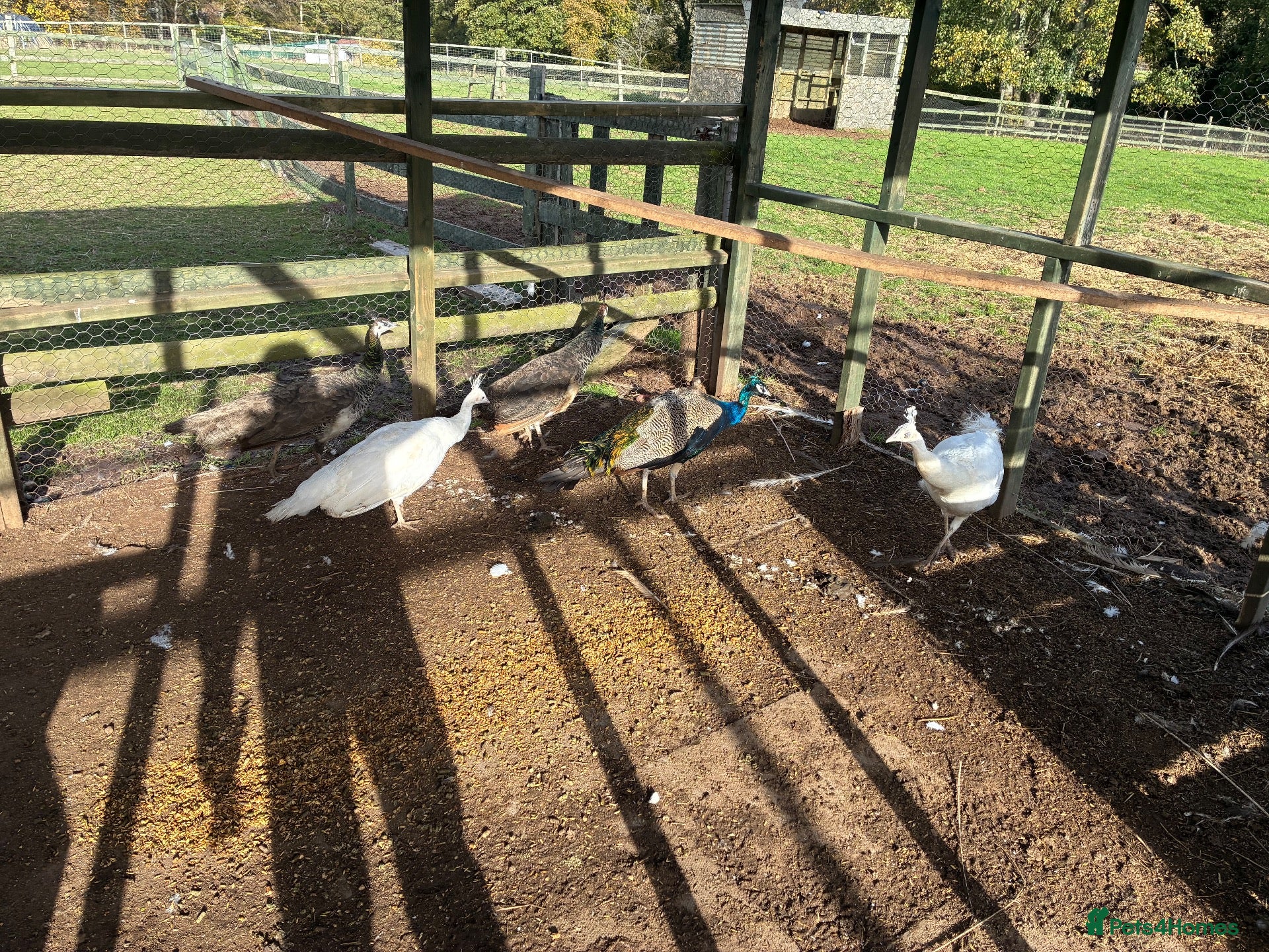 Mixed Breed birds for sale: Peacocks  - Advert 1