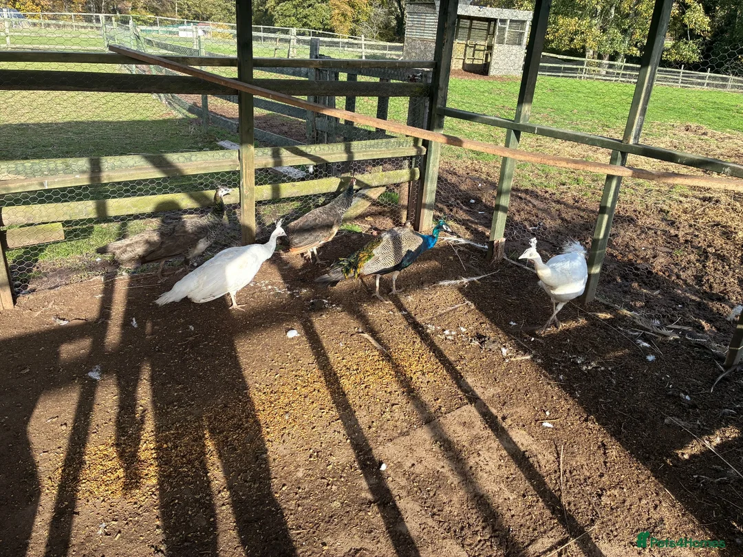 Mixed Breed birds for sale: Peacocks  - Advert 1