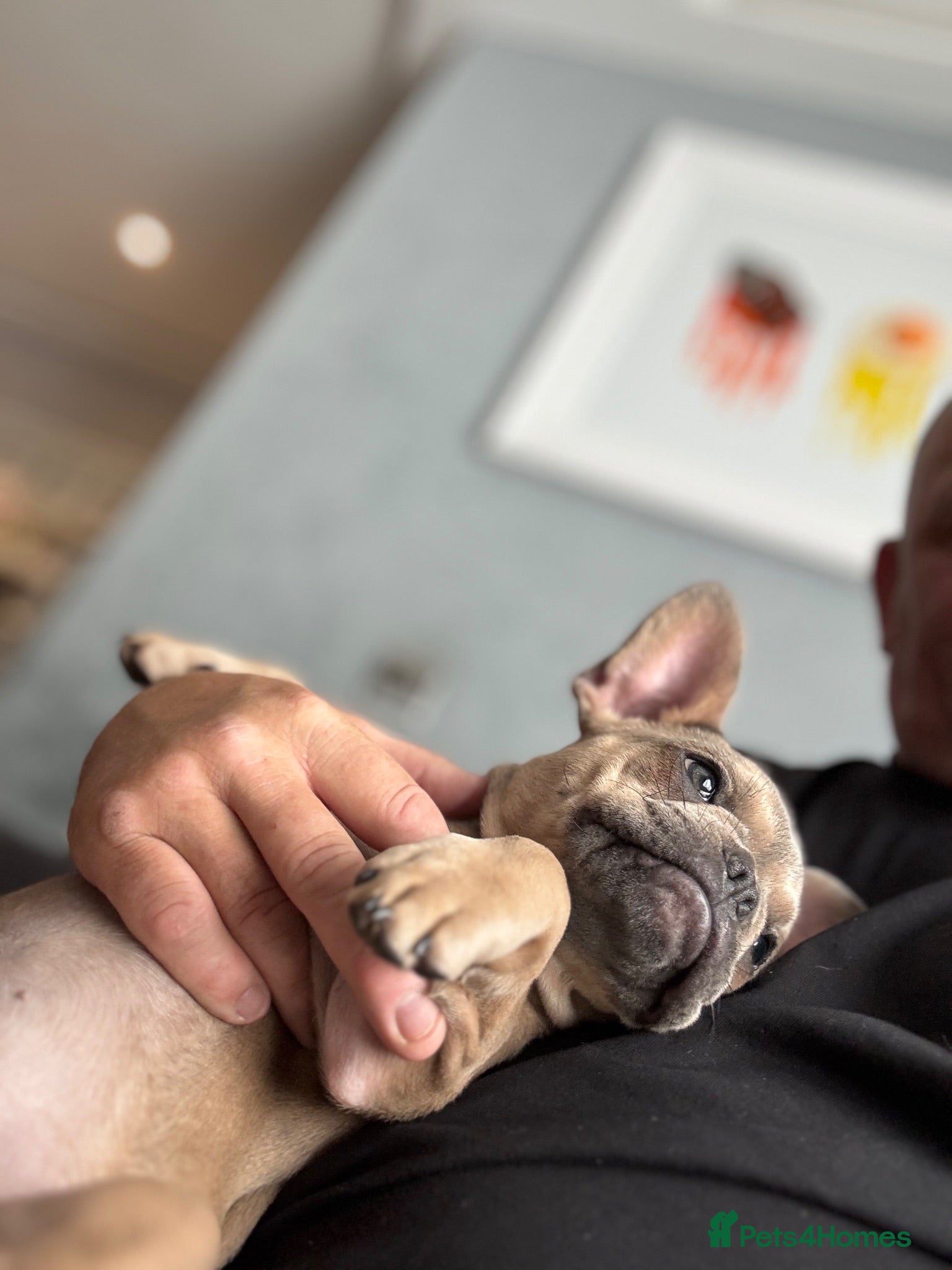 French Bulldog dogs 🐾Last 2  beautiful girls🐾 - Advert 2