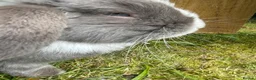 Mini Lop rabbits for sale: Mini lops to be rehomed in Buckie - Advert 5