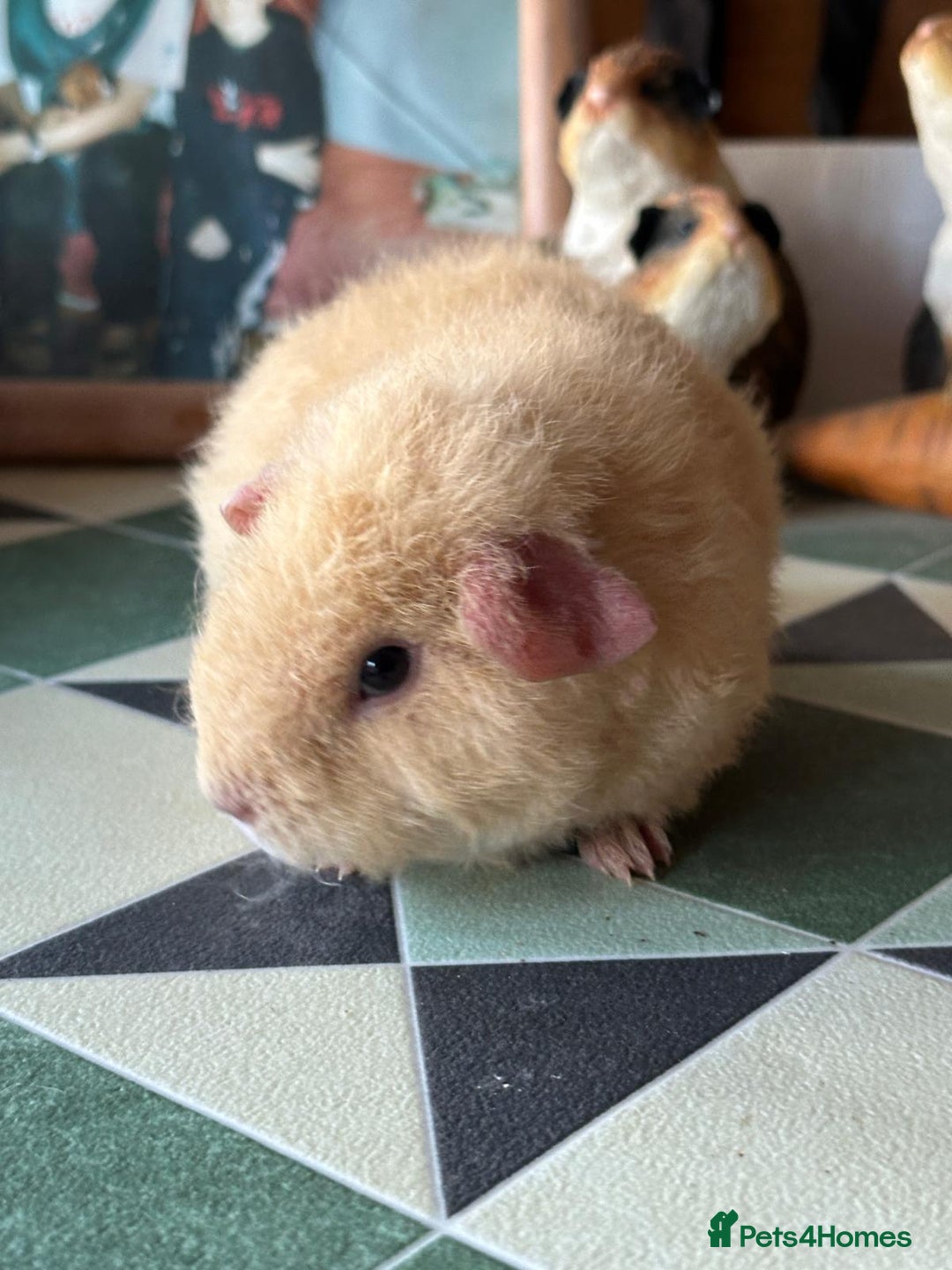 Guinea Pig rodents for sale: 2 female baby sows - Image 3
