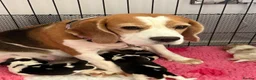 Beagle dogs for sale: Stunning KC registered litter by Campeach beagles. - Advert 5