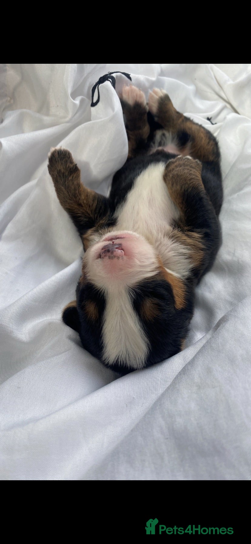 Bernedoodle dogs Beautiful Tri colour bernedoodle puppies  - Advert 7