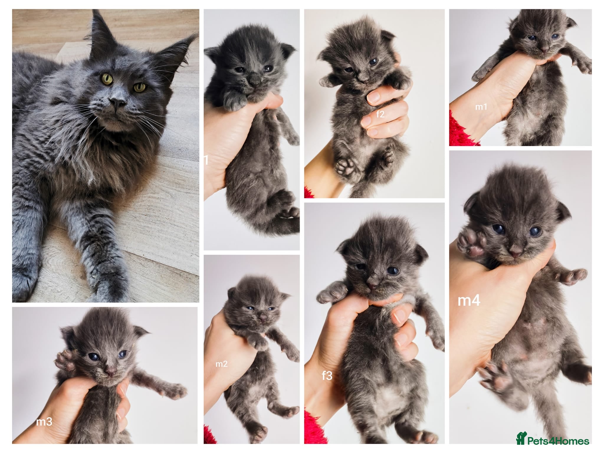 Maine Coon cats Blue Maine coon kittens  - Advert 2