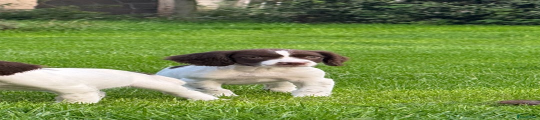 English Springer Spaniel Puppy 8