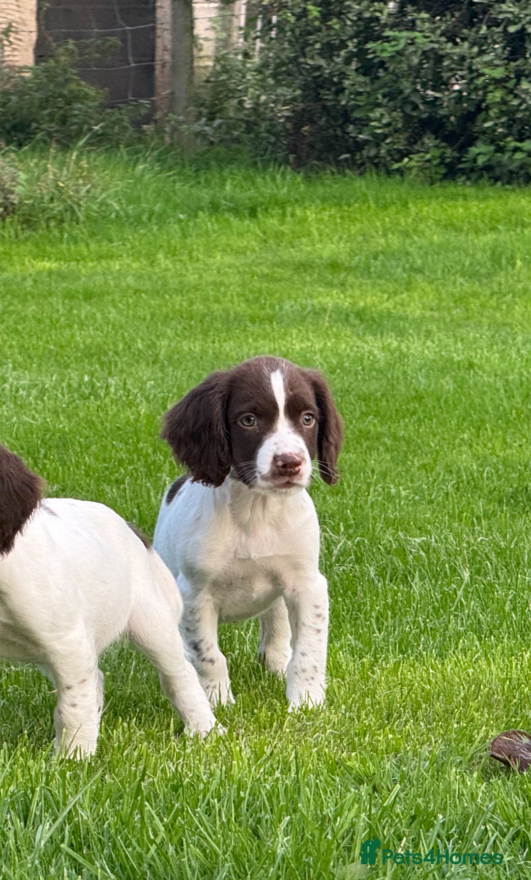 English Springer Spaniel dogs for sale: READY TO GO KC REG ESS PUPPIES - Image 14