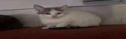 British Shorthair cats for sale: 5 cute British shorthair breed kittens  in Ilford - Advert 7