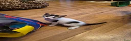 Mixed Breed cats for sale: Kittens - Advert 7