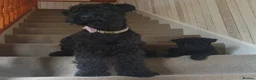 Kerry Blue Terrier dogs for sale: Kerry blue terrier puppies - Advert 6