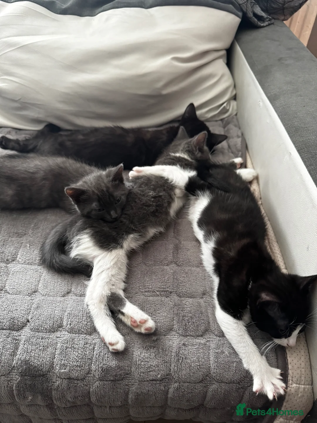 Turkish Van cats for sale: 2 Beautiful Boys available for a new home  - Advert 6