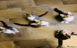 Domestic Shorthair cats for sale: Ragdoll Cross X DSH - Image 13
