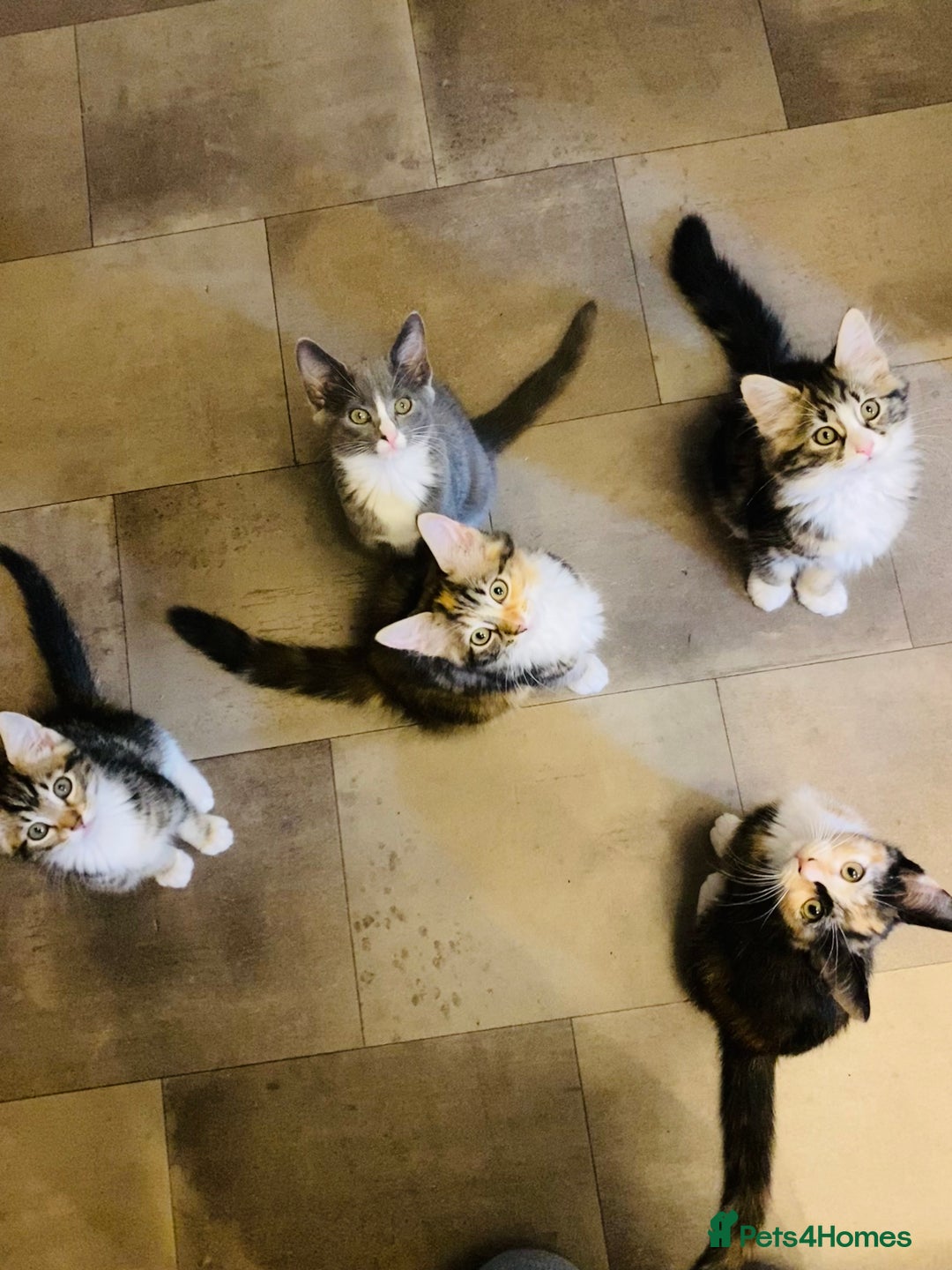 Domestic Shorthair cats for sale: Ragdoll Cross X DSH - Image 13
