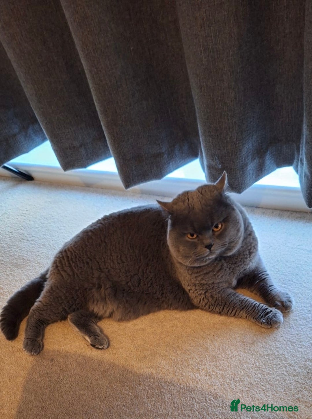 British Shorthair cats for sale: Amazing GCCF registered British shorthair kitten - Image 7