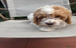 Cockapoo dogs for sale: Cockapoo puppies ready now 1 boy left  - Image 4