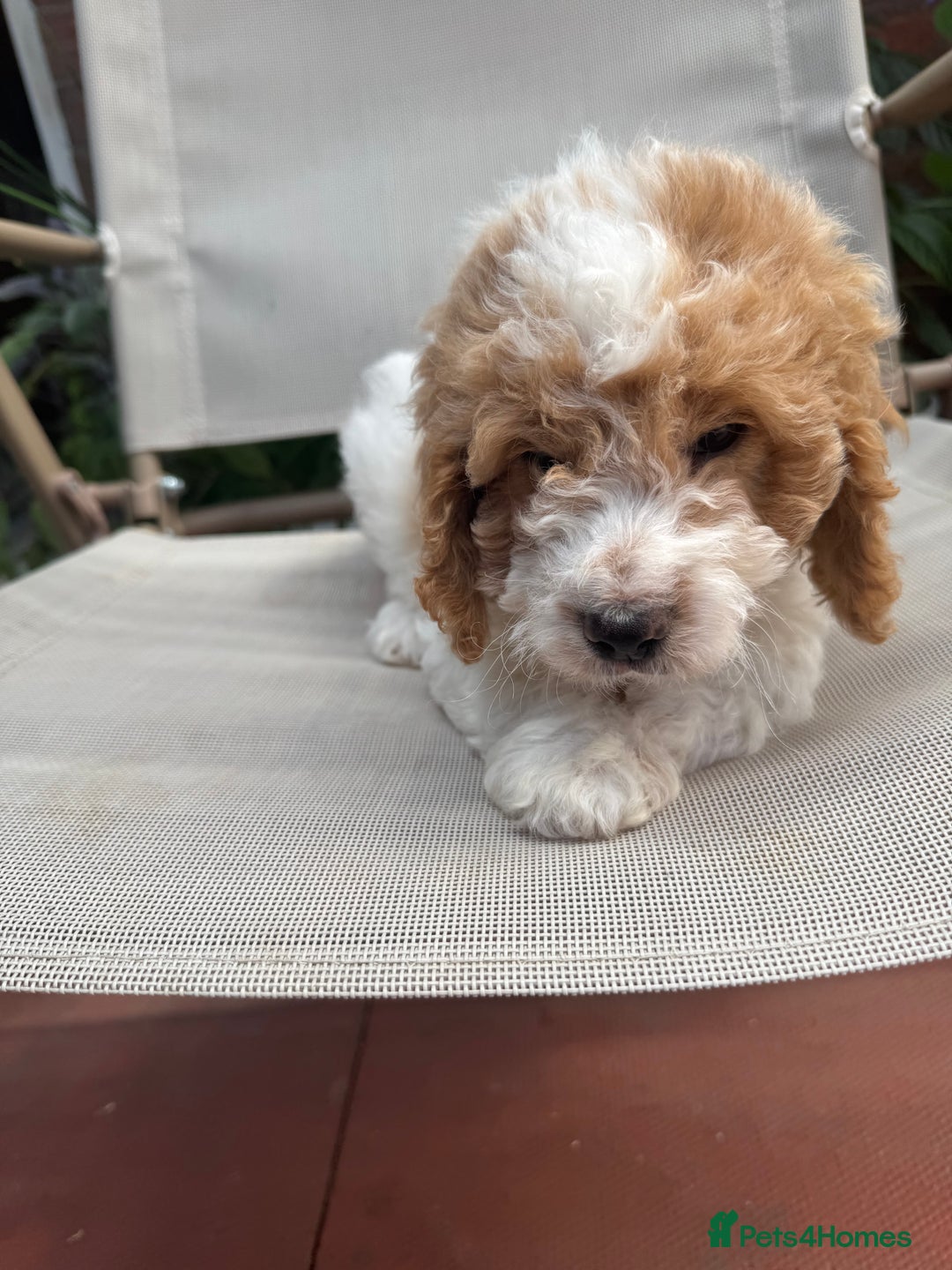Cockapoo dogs for sale: Cockapoo puppies ready now 1 boy left  - Image 4