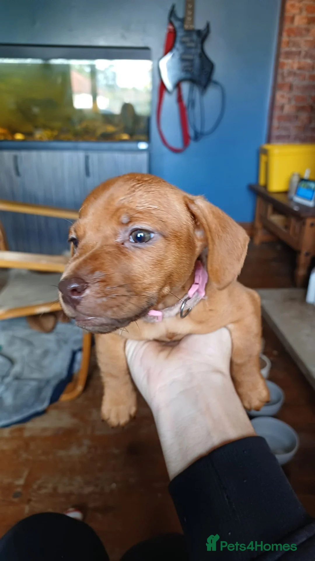 Mixed Breed dogs for sale: Miniature dachshund x french bulldog  in Ilkeston - Advert 3