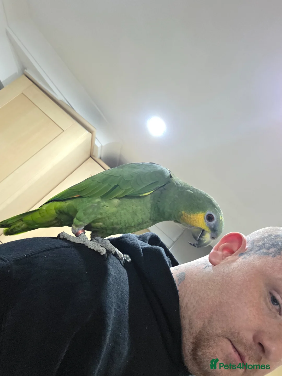 Parrots birds for sale: Beautiful young amazon  - Advert 2