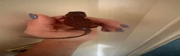 Bearded Dragon reptiles for sale: 100% red monster bearded dragon babies🐉 - Advert 11