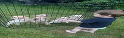 Labrador Retriever dogs for sale: Golden Labrador Puppies - Advert 14