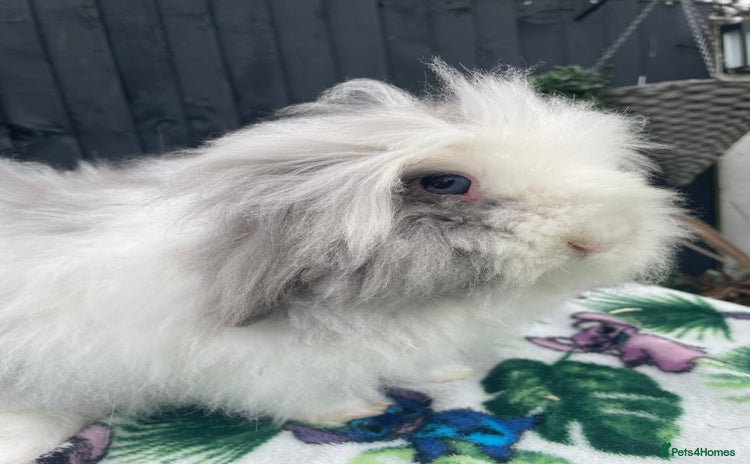 Mini Lion Lop rabbits - Advert 1
