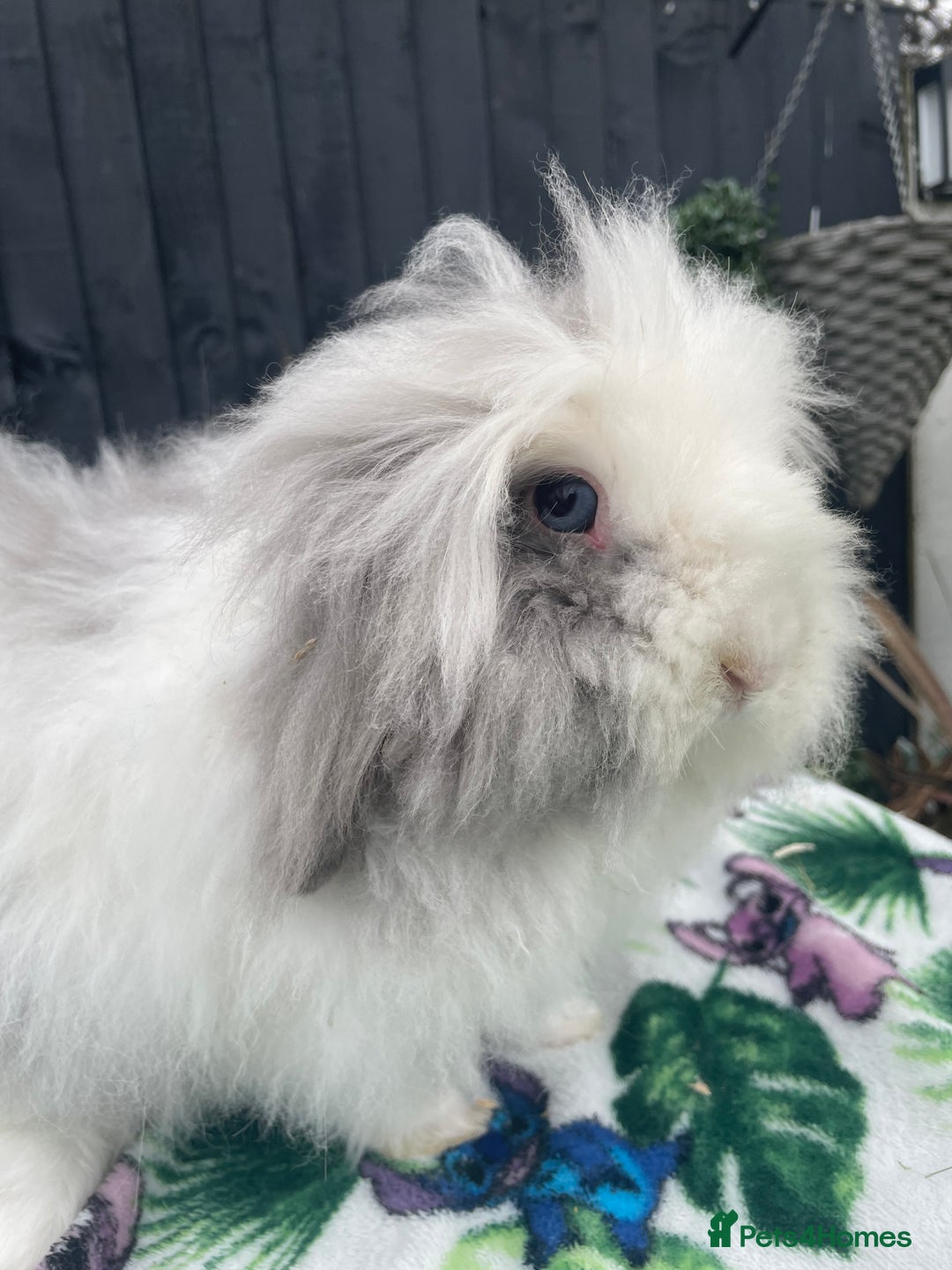 Mini Lion Lop rabbits for sale: Blue Eyed TeddyWidder Girl - Image 1