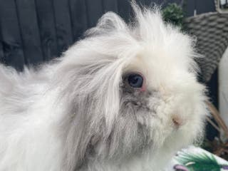 Mini Lion Lop rabbits Blue Eyed TeddyWidder Girl - Advert 11