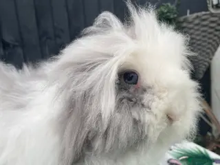 Mini Lion Lop rabbits Blue Eyed TeddyWidder Girl - Advert 14