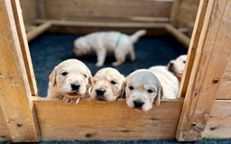 Golden Retriever dogs for sale: KC Reg Golden Retriever Puppies - Image 6