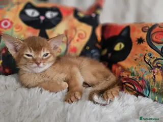 Abyssinian cats Abyssinian Kittens - Advert 4