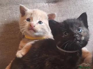 British Shorthair cats Beautiful BSH Cross Kittens - Advert 17