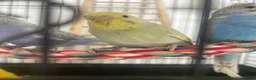 Budgerigars birds for sale: 4 budgies with cage  in Stone - Advert 6