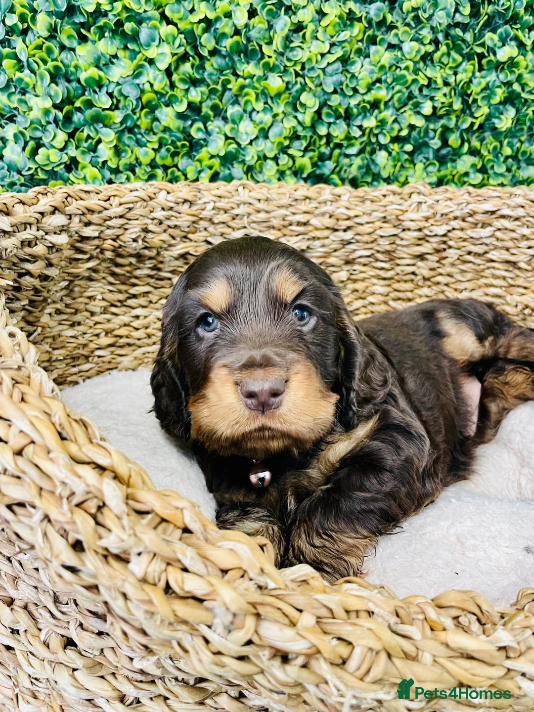 Cocker Spaniel dogs for stud: 🧡🧡 KC REG Stud Orange Roan Show Cocker Spaniel in Northallerton - Advert 20