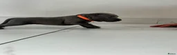 Staffordshire Bull Terrier dogs for sale: Staff puppies  - Advert 9