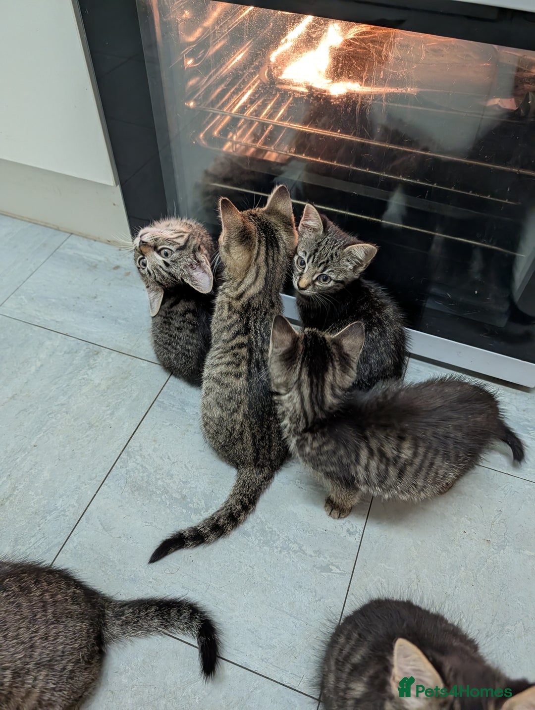 Domestic Shorthair cats for sale: Babies ready for their new homes NOW 🥰 - Image 32