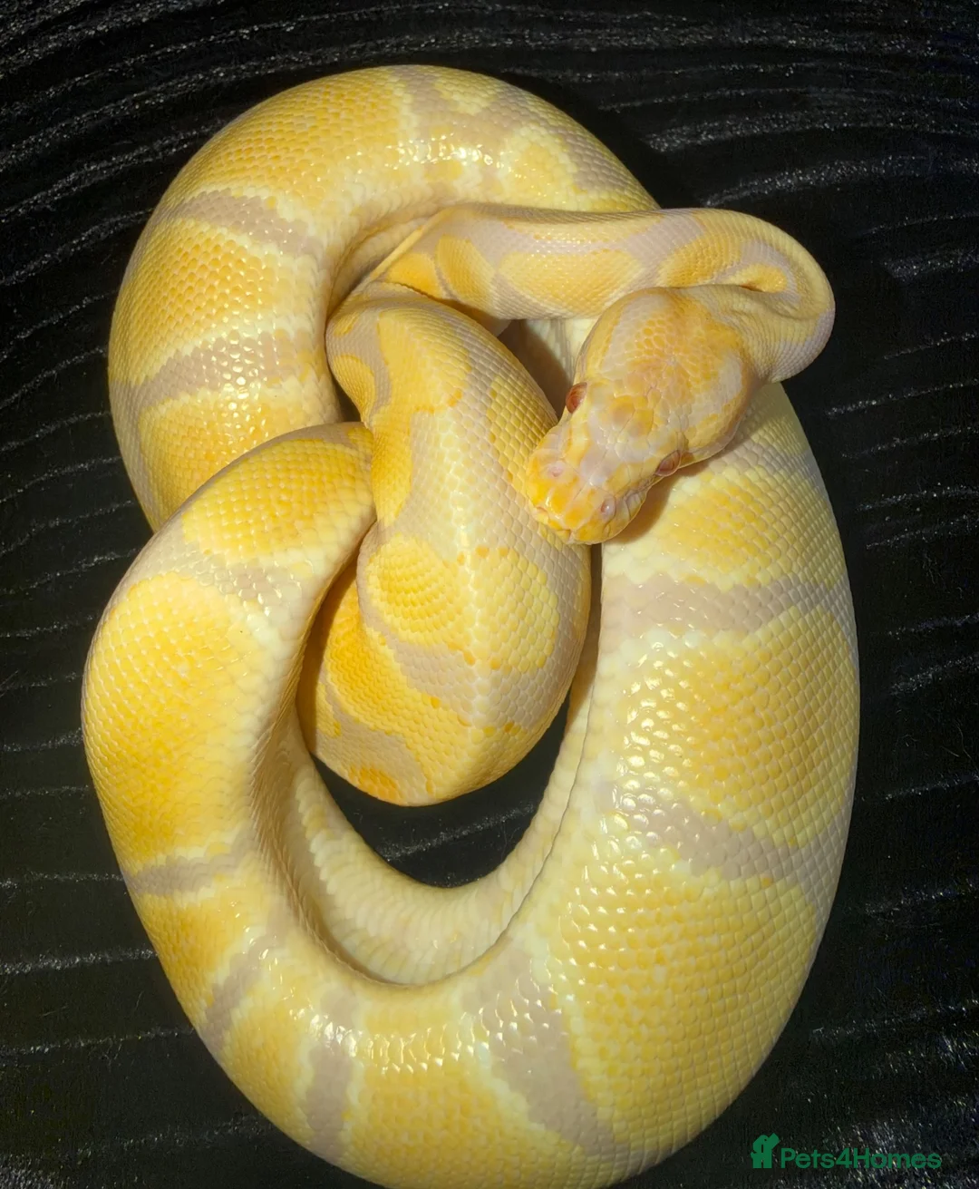 Python Snake reptiles for sale: Female Albino Ball Python possible Toffino young  - Advert 2