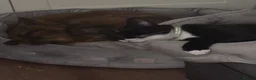 Mixed Breed cats for sale: Tuxedo male, age 2 - Advert 4