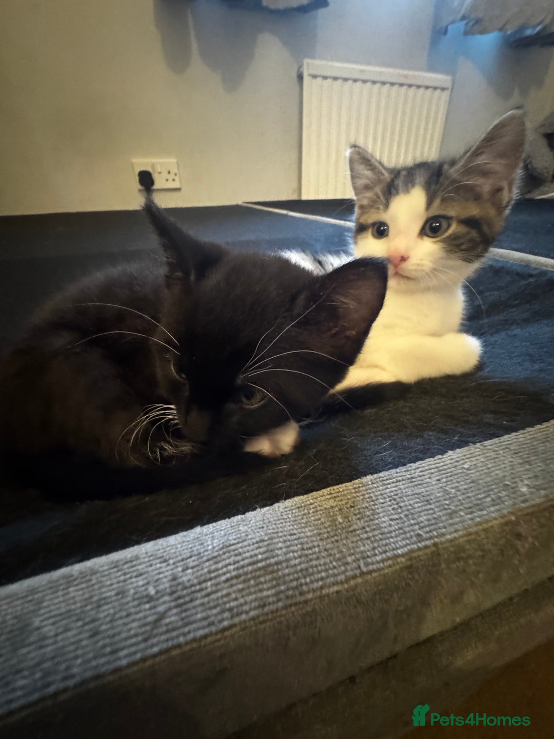 Domestic Shorthair cats for sale: 2 beautiful boy kittens  - Image 33