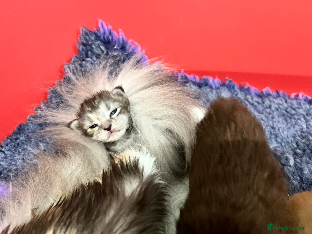 Maine Coon cats for sale: Polydactyl Maine Coon Kittens! - Advert 14