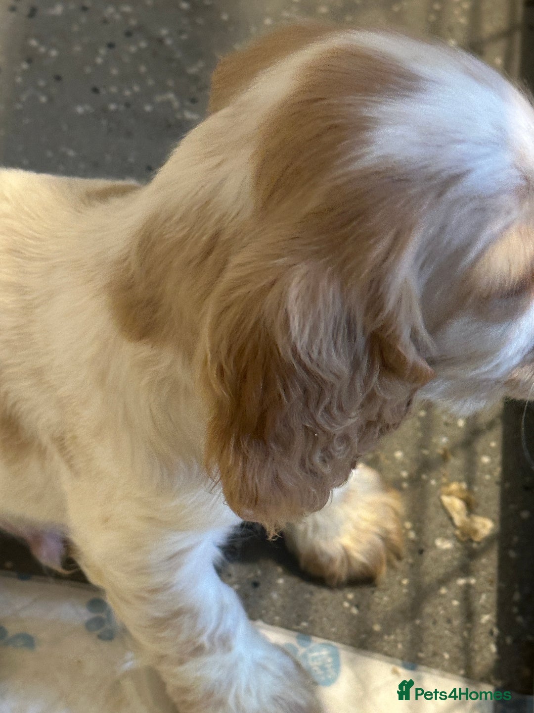 Cocker Spaniel dogs for sale: 1 boy available orange roan  - Advert 20