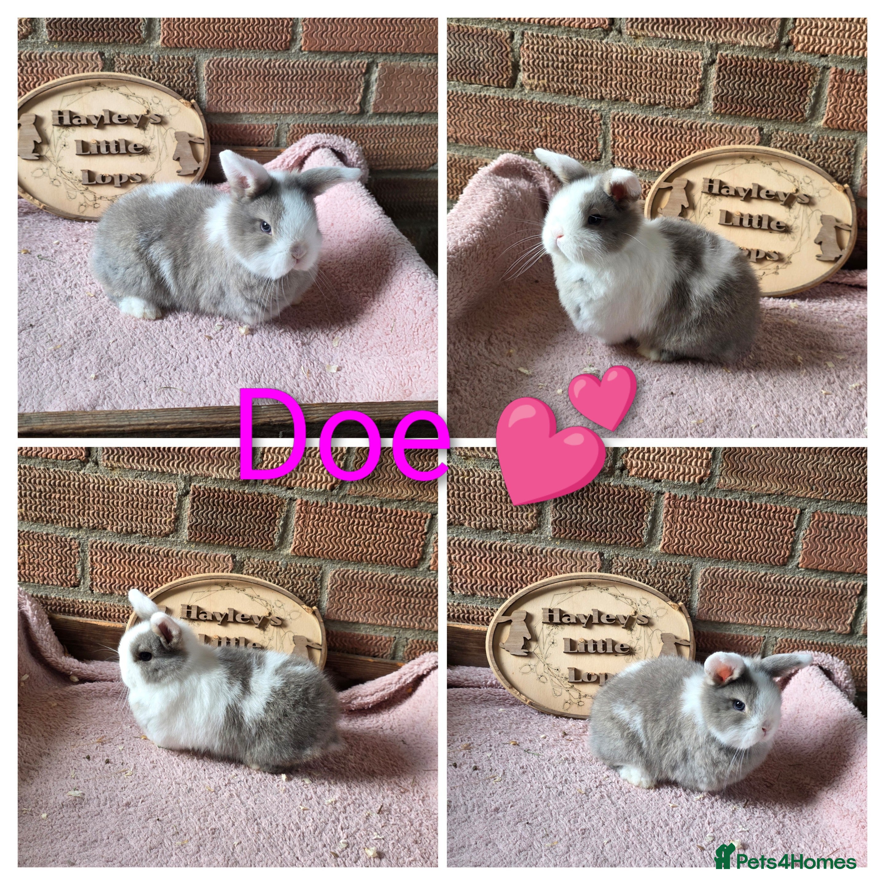Mini Lop rabbits Gorgeous pure breed mini lops  - Advert 5