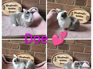 Mini Lop rabbits Gorgeous pure breed mini lops - Advert 2