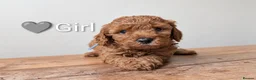 Miniature Poodle dogs for sale: KC Registered Red Miniature Poodle Puppies ❤️  - Advert 9