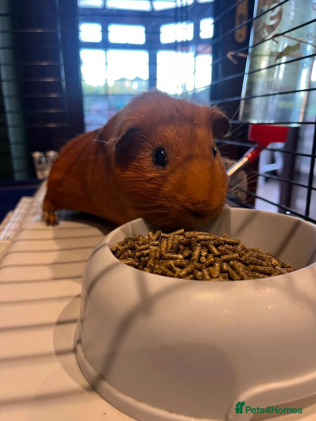 Ragdoll cats for sale: Two boy Guinea pigs  - Advert 1