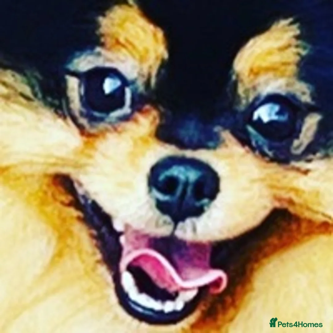 Pomeranian dogs for stud: STUNNING FENDI OPEN AT STUD 🏆CHAMPION SIRED🏆 in Grays - Advert 14