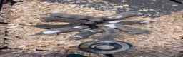Whippet dogs for sale: Beautiful chunky KC blue fawn brindle whippet pups in Market Harborough - Advert 10